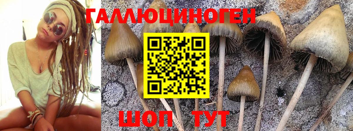 Галлюциногенные грибы Cubensis Соль-Илецк